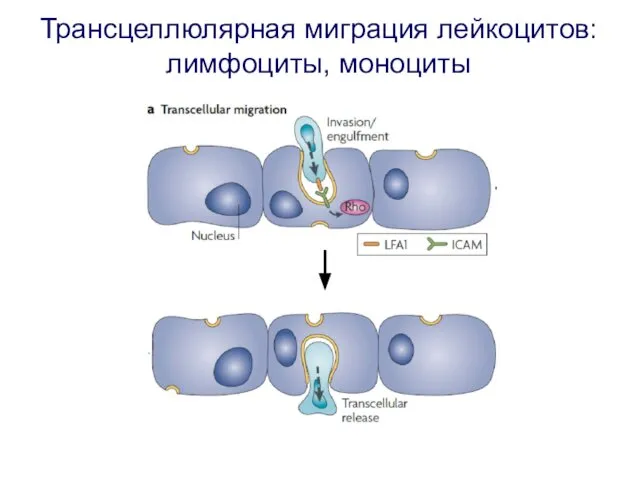 Трансцеллюлярная миграция лейкоцитов: лимфоциты, моноциты