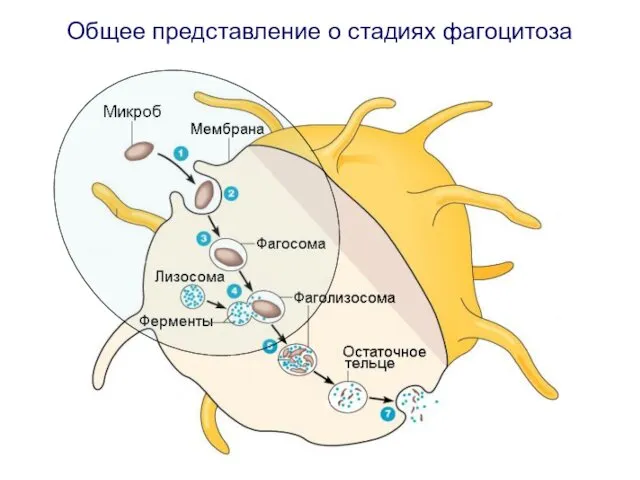 Общее представление о стадиях фагоцитоза