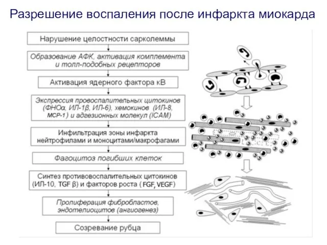 Разрешение воспаления после инфаркта миокарда