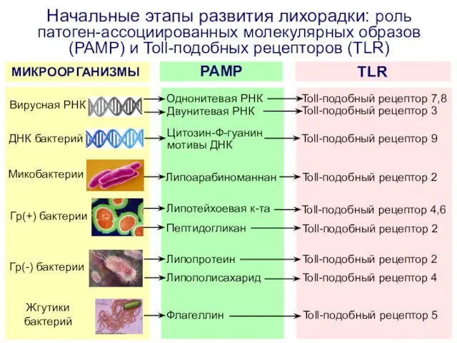 Начальные этапы развития лихорадки: роль патоген-ассоциированных молекулярных образов (PAMP) и Toll-подобных