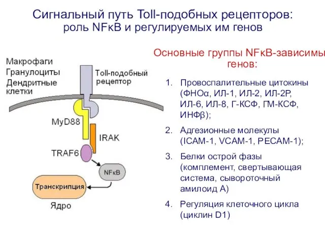 Сигнальный путь Toll-подобных рецепторов: роль NFκB и регулируемых им генов Основные