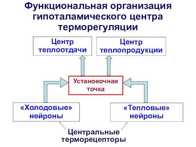 Функциональная организация гипоталамического центра терморегуляции Установочная точка «Холодовые» нейроны «Тепловые» нейроны