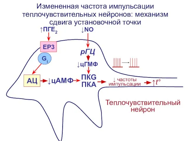 Измененная частота импульсации теплочувствительных нейронов: механизм сдвига установочной точки Теплочувствительный нейрон