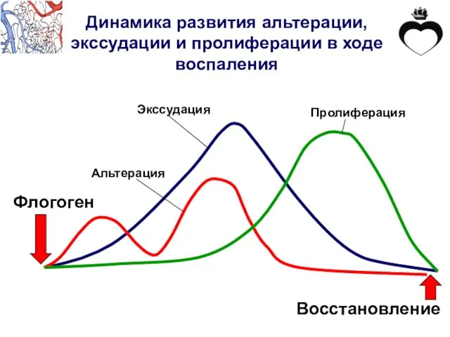 Динамика развития альтерации, экссудации и пролиферации в ходе воспаления Флогоген Пролиферация Экссудация Альтерация Восстановление