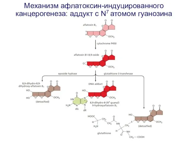 Механизм афлатоксин-индуцированного канцерогенеза: аддукт с N7 атомом гуанозина