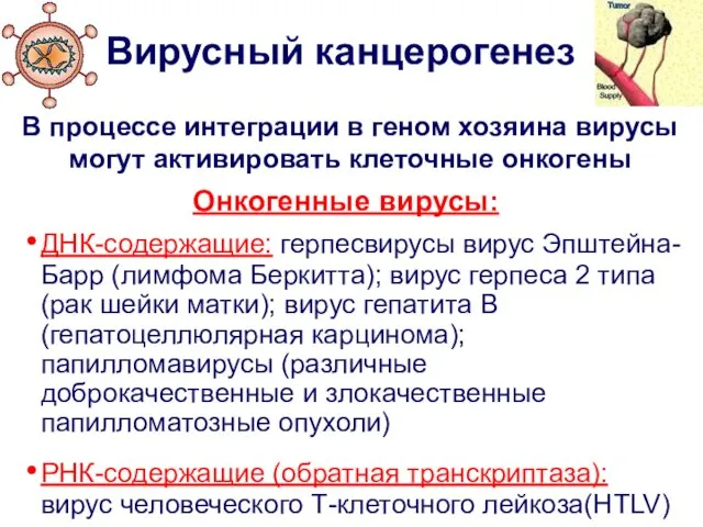 Вирусный канцерогенез В процессе интеграции в геном хозяина вирусы могут активировать