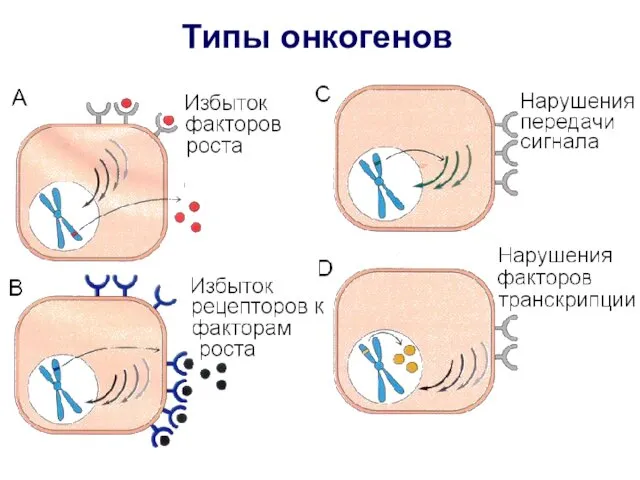 Типы онкогенов