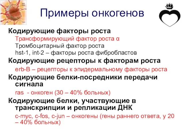 Примеры онкогенов Кодирующие факторы роста Трансформирующий фактор роста α Тромбоцитарный фактор