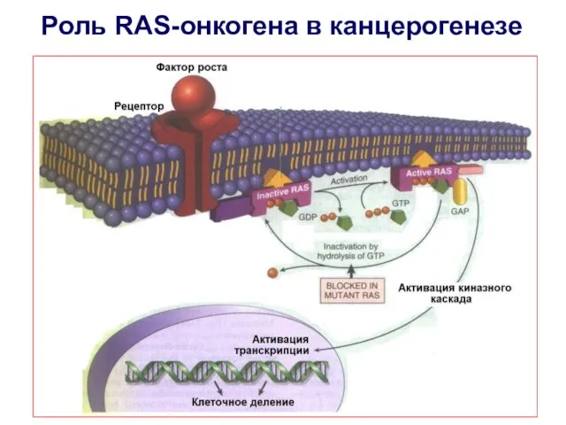 Роль RAS-онкогена в канцерогенезе