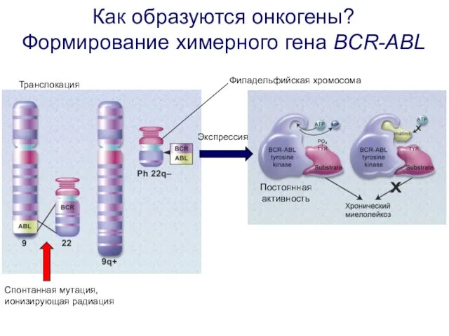 Спонтанная мутация, ионизирующая радиация Экспрессия Транслокация Филадельфийская хромосома Постоянная активность Как