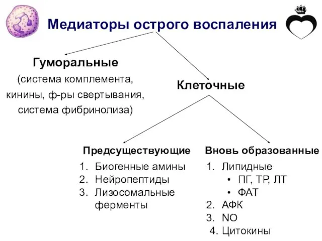 Медиаторы острого воспаления Гуморальные (система комплемента, кинины, ф-ры свертывания, система фибринолиза)