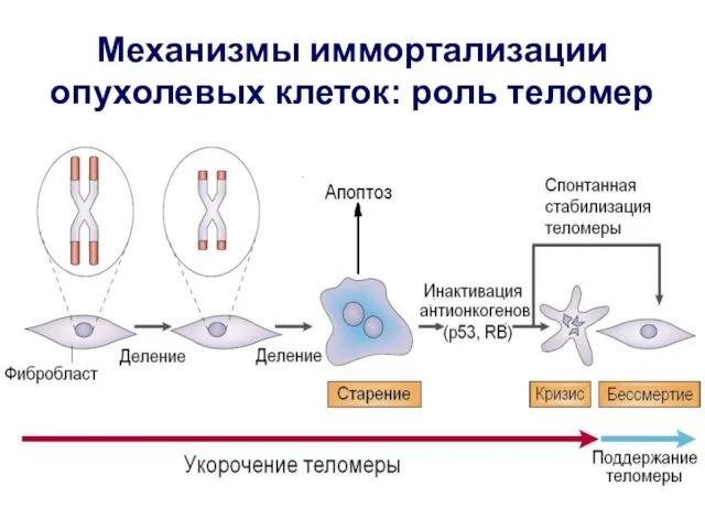 Механизмы иммортализации опухолевых клеток: роль теломер