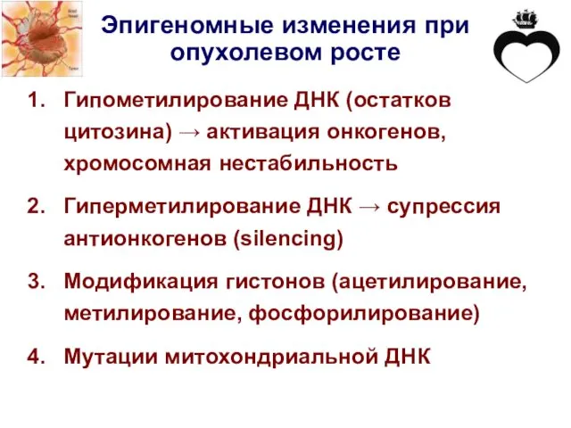 Эпигеномные изменения при опухолевом росте Гипометилирование ДНК (остатков цитозина) → активация