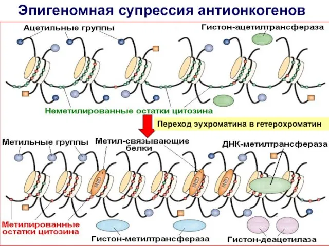 Эпигеномная супрессия антионкогенов