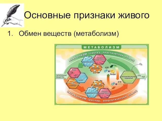 Основные признаки живого Обмен веществ (метаболизм)