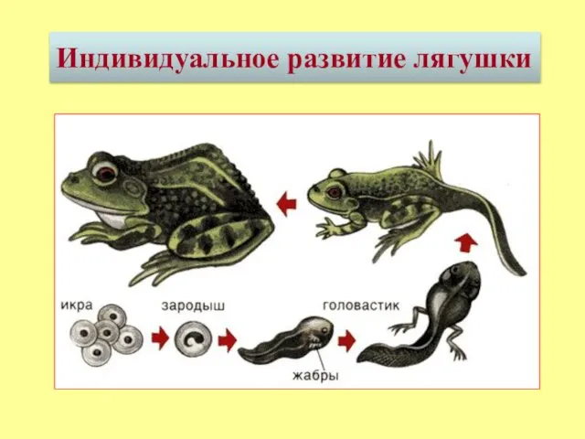 Индивидуальное развитие лягушки