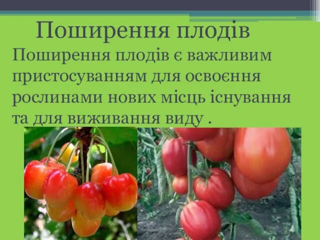 Поширення плодів Поширення плодів є важливим пристосуванням для освоєння рослинами нових