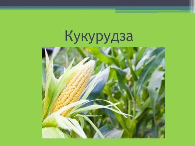 Кукурудза