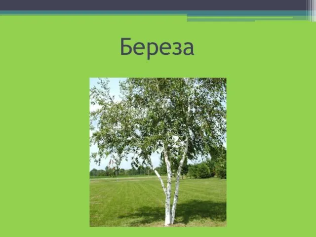 Береза