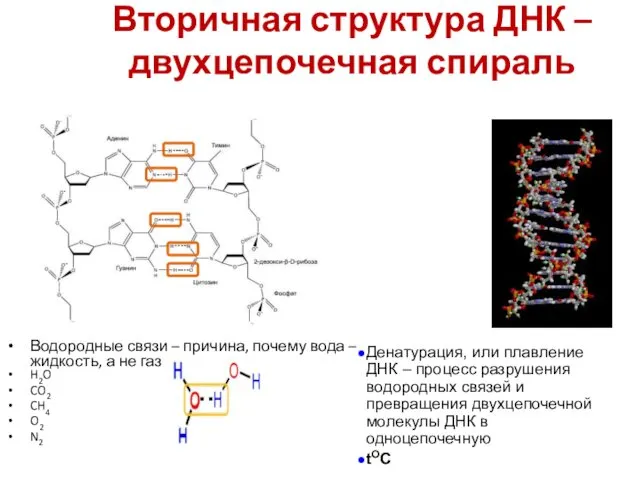 Вторичная структура ДНК – двухцепочечная спираль A = T G ≡