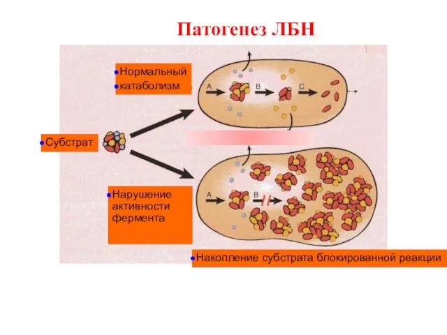 Нормальный катаболизм Субстрат Нарушение активности фермента Накопление субстрата блокированной реакции Патогенез ЛБН