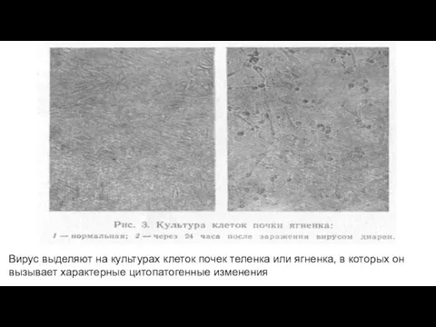 Вирус выделяют на культурах клеток почек теленка или ягненка, в которых он вызывает характерные цитопатогенные изменения