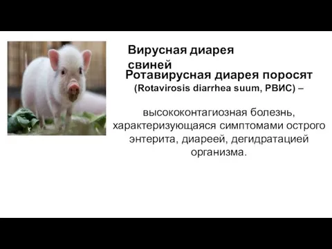 Ротавирусная диарея поросят (Rotavirosis diarrhea suum, РВИС) – высококонтагиозная болезнь, характеризующаяся