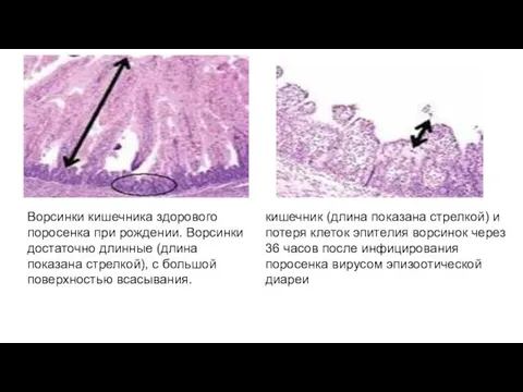 кишечник (длина показана стрелкой) и потеря клеток эпителия ворсинок через 36