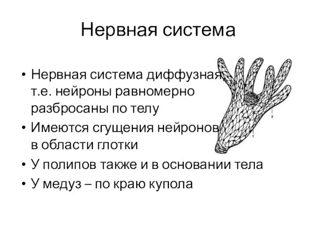 Нервная система Нервная система диффузная, т.е. нейроны равномерно разбросаны по телу