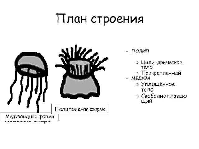 План строения Two general body forms exhibited ПОЛИП Цилиндрическое тело Прикрепленный