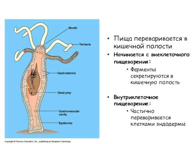 Пища переваривается в кишечной полости Начинается с внеклеточного пищеварения: Ферменты секретируются