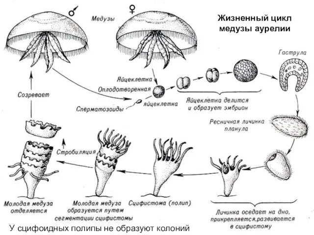 Жизненный цикл медузы аурелии У сцифоидных полипы не образуют колоний