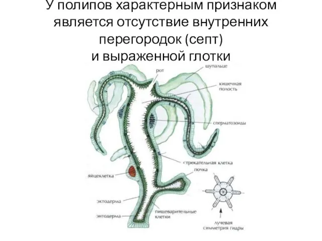 У полипов характерным признаком является отсутствие внутренних перегородок (септ) и выраженной глотки