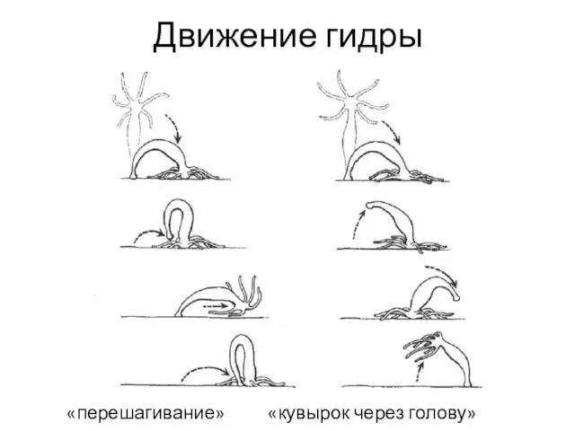 Движение гидры «перешагивание» «кувырок через голову»