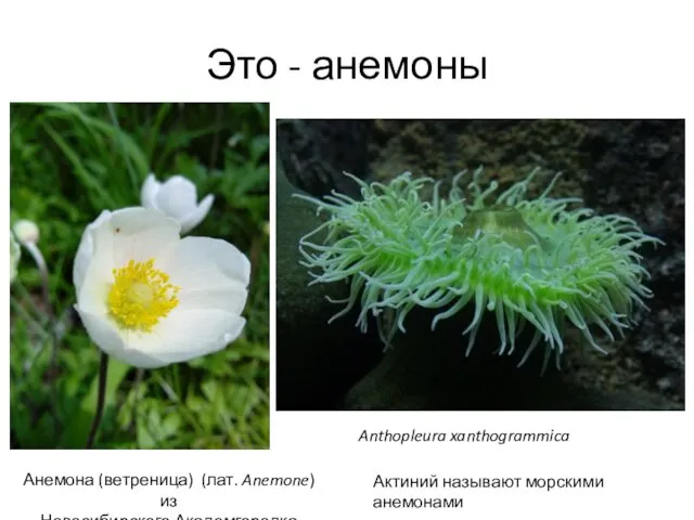 Это - анемоны Анемона (ветреница) (лат. Anemone) из Новосибирского Академгородка Актиний называют морскими анемонами Anthopleura xanthogrammica