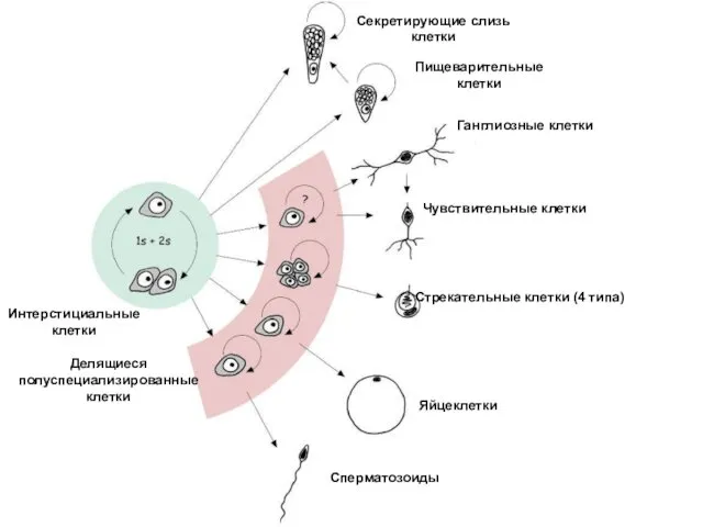 Интерстициальные клетки Делящиеся полуспециализированные клетки Ганглиозные клетки Чувствительные клетки Стрекательные клетки