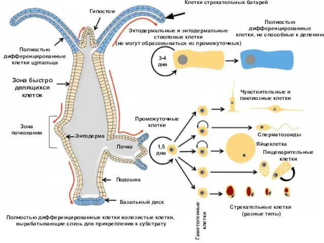 Энтодерма Почка Полностью дифференцированные клетки железистые клетки, вырабатывающие слизь для прикрепления