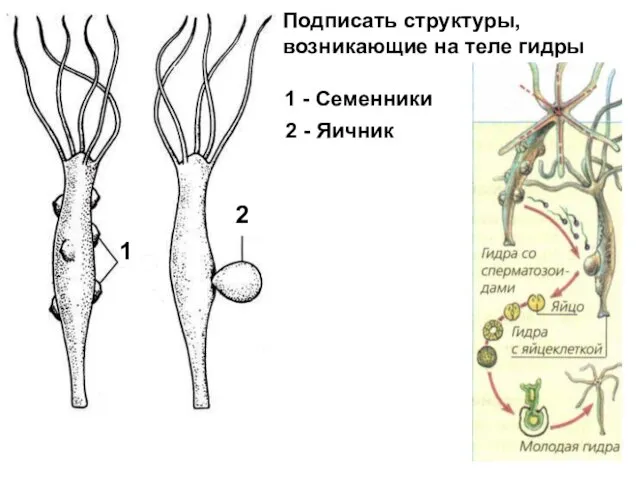 1 2 Подписать структуры, возникающие на теле гидры 1 - Семенники 2 - Яичник