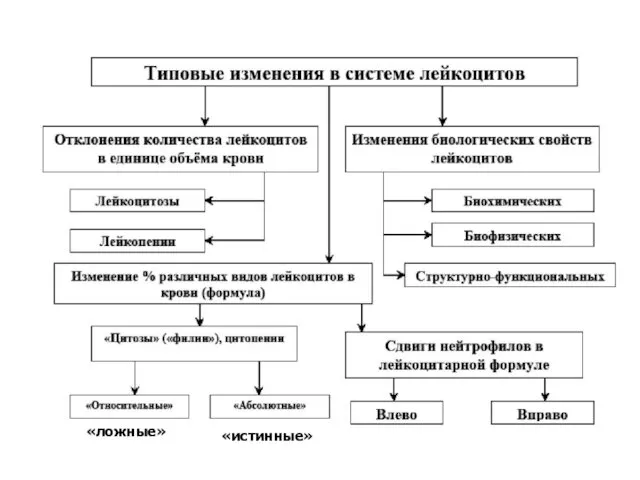 «ложные» «истинные»