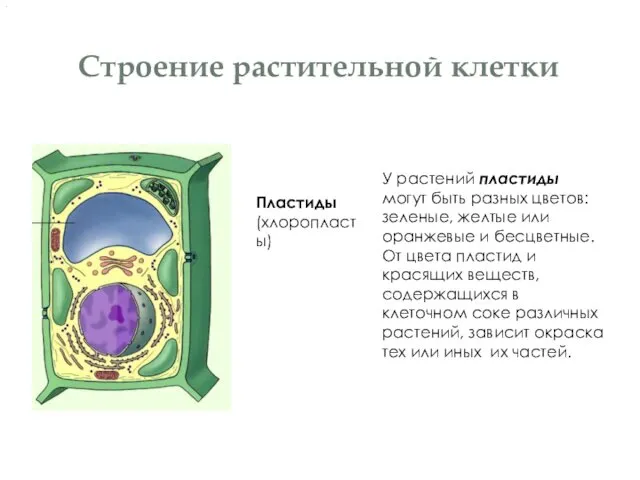 Строение растительной клетки Пластиды (хлоропласты) У растений пластиды могут быть разных