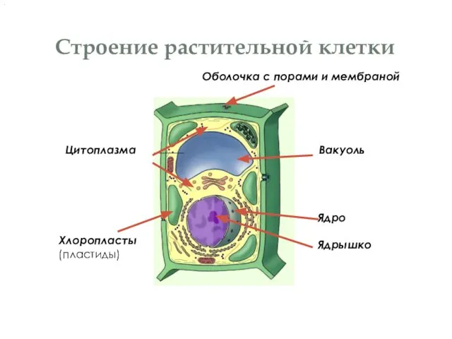 Строение растительной клетки Оболочка с порами и мембраной Вакуоль Ядро Ядрышко Цитоплазма Хлоропласты (пластиды)