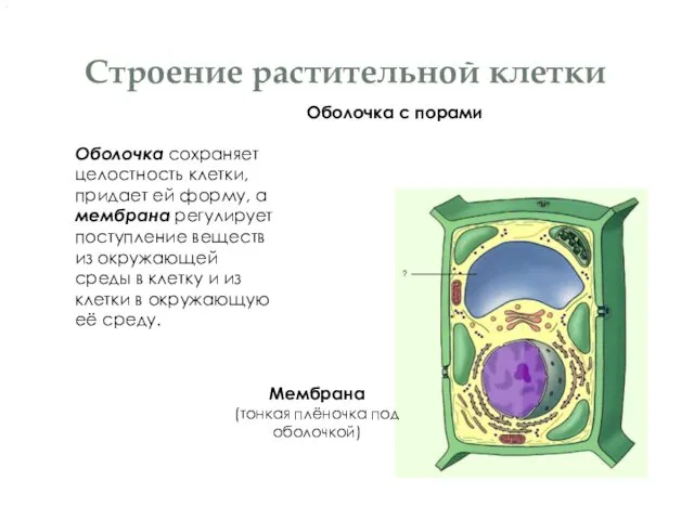 Строение растительной клетки Оболочка с порами Мембрана (тонкая плёночка под оболочкой)