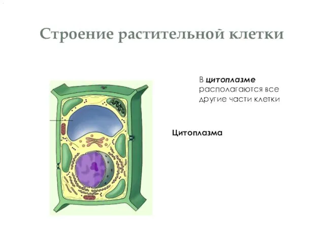 Строение растительной клетки Цитоплазма В цитоплазме располагаются все другие части клетки