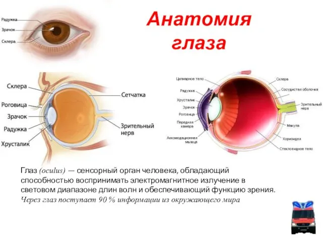 Анатомия глаза Глаз (oculus) — сенсорный орган человека, обладающий способностью воспринимать