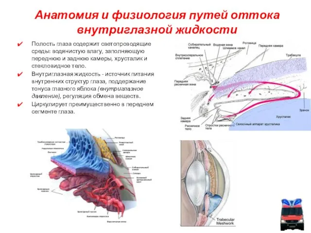 Полость глаза содержит светопроводящие среды: водянистую влагу, заполняющую переднюю и заднюю