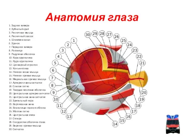 1. Задняя камера 2. Зубчатый край 3. Ресничная мышца 4. Ресничный