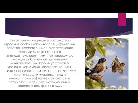 При активном же уходе за потомством взрослые особи выполняют специфические действия,