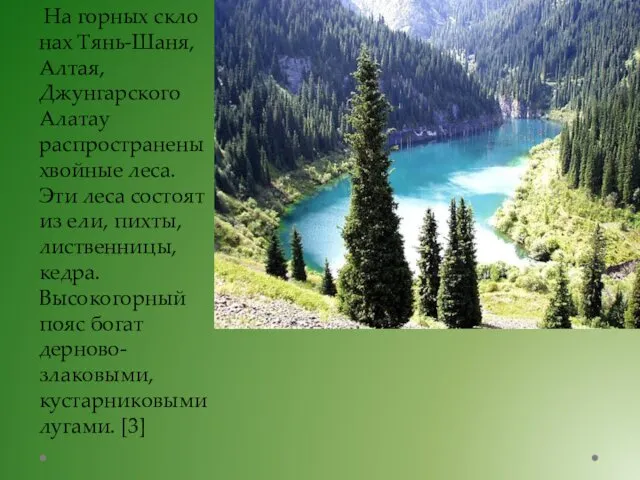 На горных скло­нах Тянь-Шаня, Алтая, Джунгарского Ала­тау распространены хвойные леса. Эти