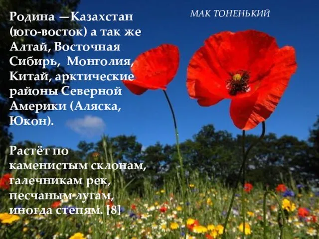 МАК ТОНЕНЬКИЙ Родина —Казахстан (юго-восток) а так же Алтай, Восточная Сибирь,