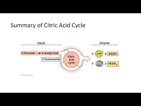 Summary of Citric Acid Cycle